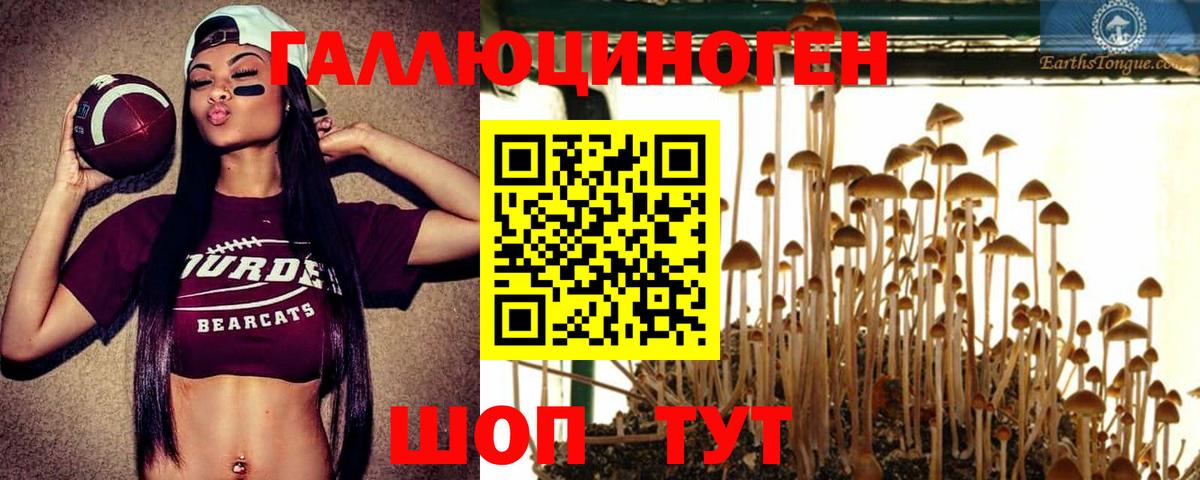 Галлюциногенные грибы Psilocybine cubensis  Вход с VPN  Ипатово 